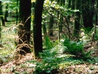 Zwielicht im Wald mit Farnen im Vordergrund